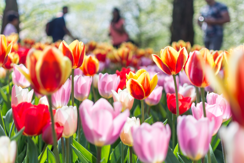 Tulpenrijen in bloei in Keukenhof