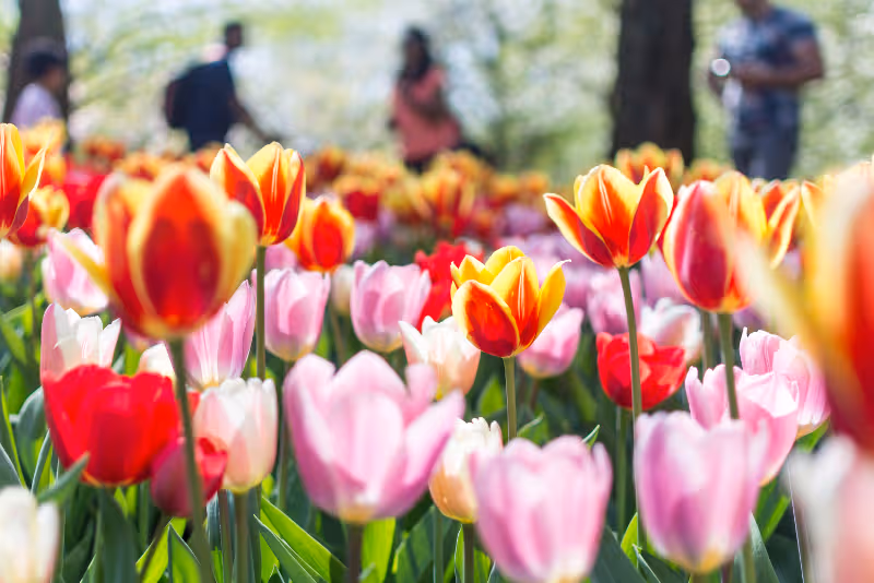 Rangées de tulipes en fleurs à Keukenhof