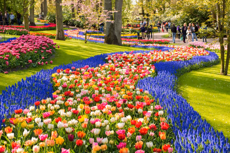 Champs de tulipes de Keukenhof